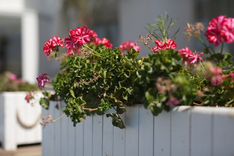 цветы на заборе фото