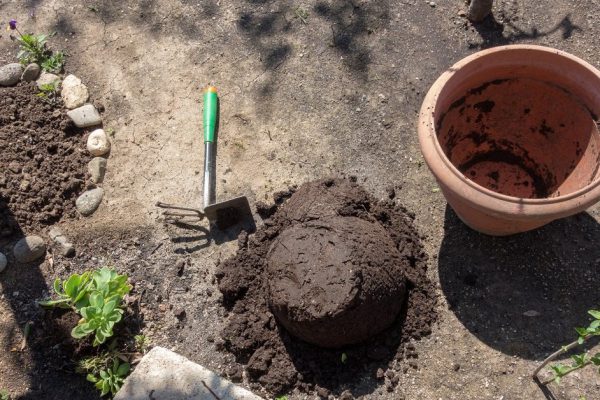 Flower pots, potting soil and plants