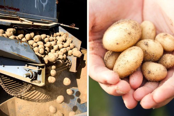 Как сделать картошку фри в духовке: получится будто из McDonald’s