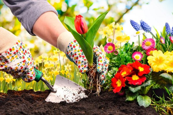 Gardeners hands planting flowers at back yard