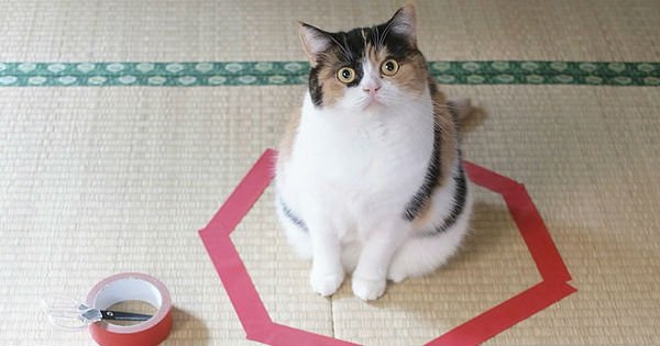 Пошаговая инструкция ловушки для кота. Я проверил на своем Пушистике — это работает!