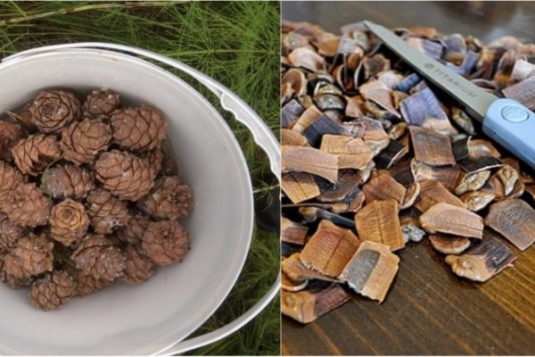 Что сделать из шишек к Новому году Голубого Тигра