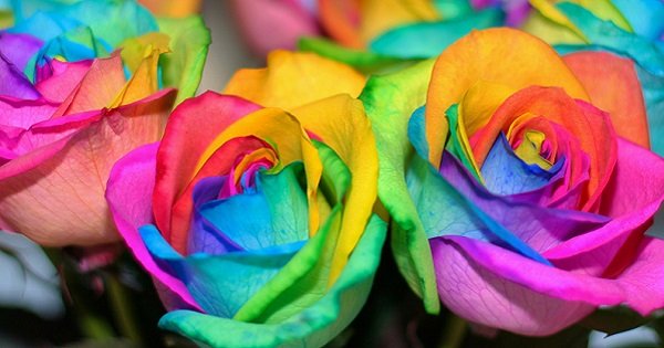 Великолепная идея для подарка любимым! Сделай такие радужные розы своими руками.