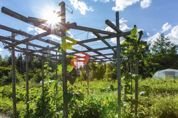 Бабушкин способ подвязать горох вертикально, если грядки чудо как хороши