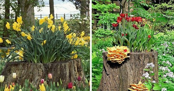 12 способов вернуть пням цветущий вид. Всë гениальное – просто!