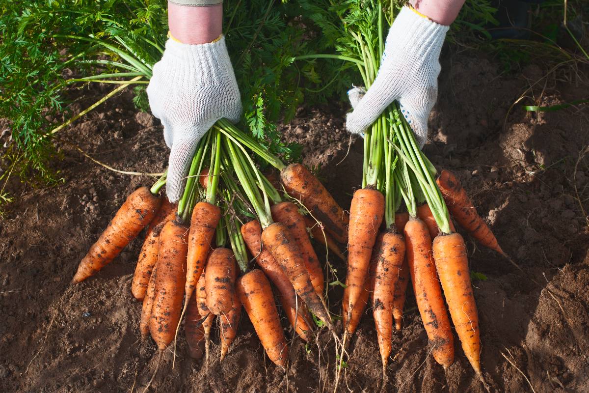 как сажать морковь без прореживания