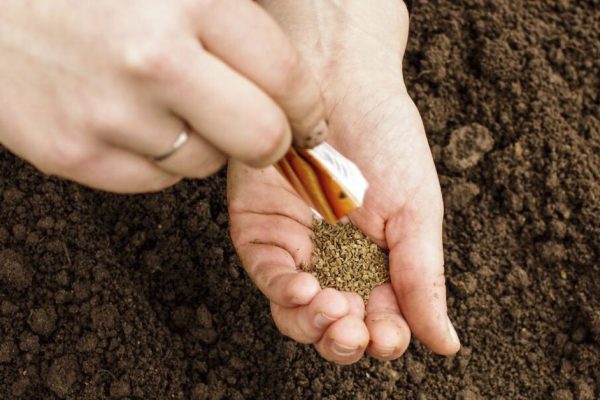 Ленивый дачник показывает, как сеять морковь, чтобы не прореживать потом