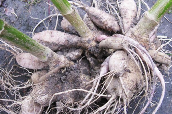 Что будет, если не убрать клубни георгинов на зиму