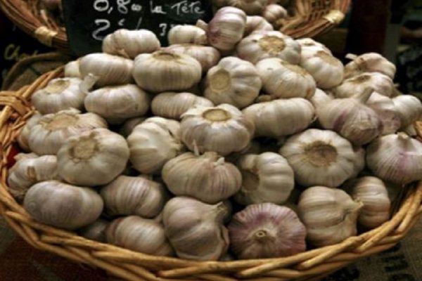 Так положено хранить чеснок! Чтобы он не высох, не скукожился и сохранил всё свое добро.