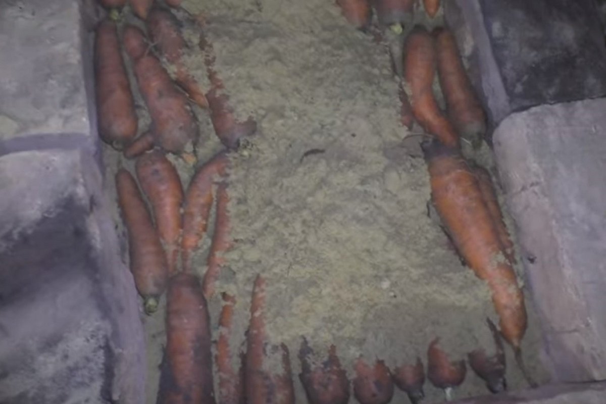 Правила хранения моркови, чтобы она не начала попахивать и покрываться плесенью моркови, морковь, можно, сохранить, урожай, условиях, плоды, домашних, быстро, корнеплоды, хранения, начала, должен, сухие, чистые, который, песка, овощей, просто, песком