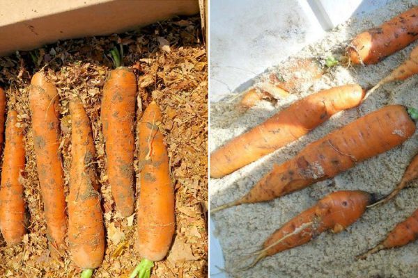 Правила хранения моркови, чтобы она не начала попахивать и покрываться плесенью