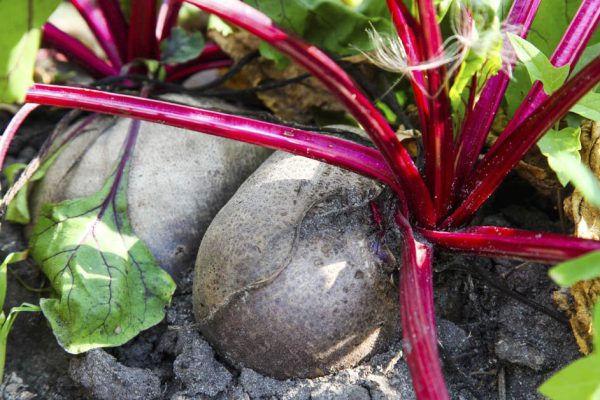 Бабушкин способ сохранить свеклу сочной до начала лета