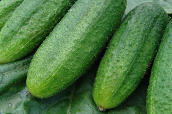 Благодаря чему догадливые предки сохраняли огурцы свежими до Нового года