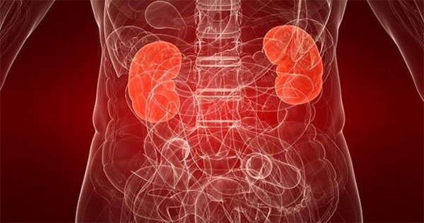 Как сохранить здоровые почки? 8 элементарных советов, которые уберегут тебя от появления недуга.