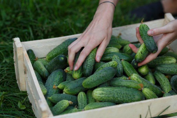 Как приготовить огурцы в виноградных листьях