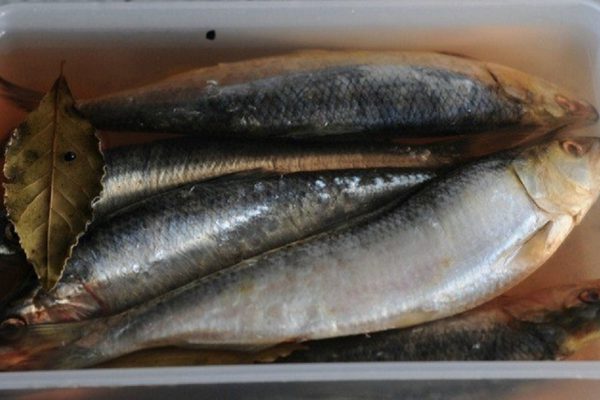 Азы приготовления соленой сельди