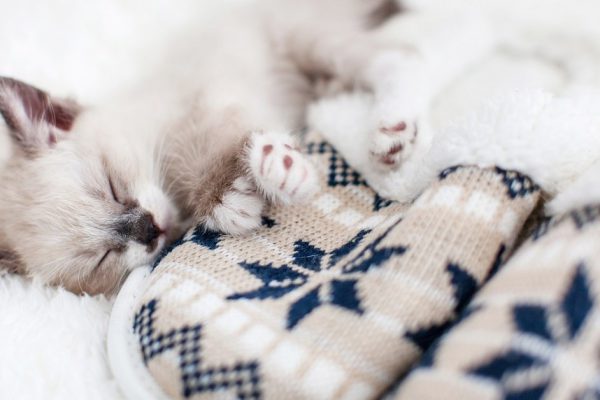 Kitten sleep on plaid near home slippers. Little cut cat at home