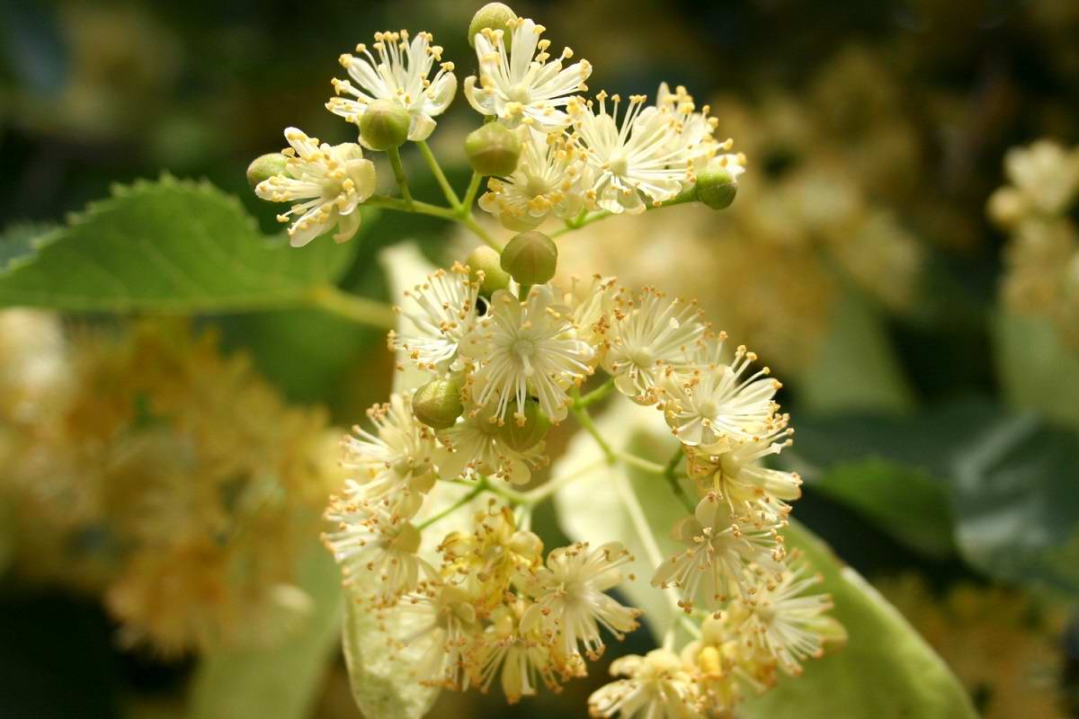Когда зацветает липа, готовлю варенье и мёд на липовых цветках, запах можно вдыхать часами