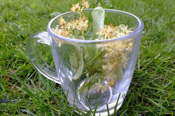 Когда зацветает липа, готовлю варенье и мёд на липовых цветках, запах можно вдыхать часами