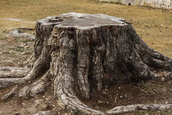 Не корчую пни на участке и не солю поваренной солью, метод из журнала «Крестьянка» работает безотказно