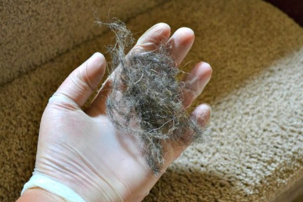 5 хитростей, чтобы молниеносно убрать всю шерсть из дома!