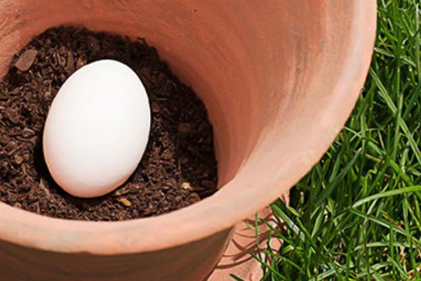 Этот мужчина закапывает обычное яйцо в почву. Результат — настоящее открытие для всех садоводов!