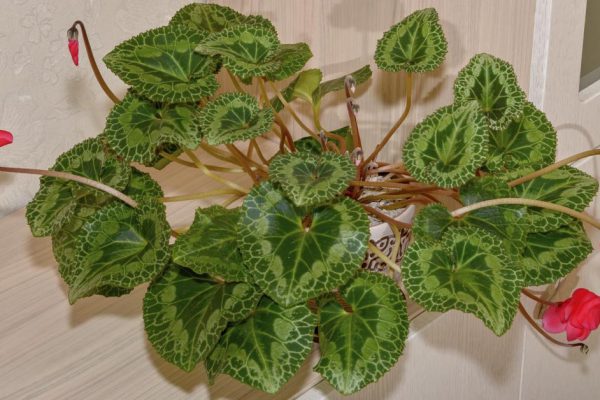 Свекровь полтора месяца назад притащила мне цикламен, уверяла, что от него хорошая энергетика, но он внезапно начал вянуть