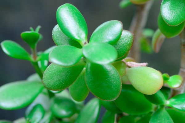 Правила обрезки денежного дерева