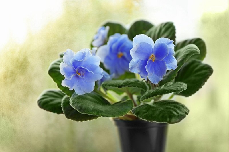 как ухаживать за фиалками