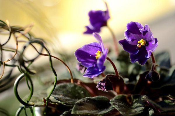 Как ухаживать за фиалкой для активного цветения