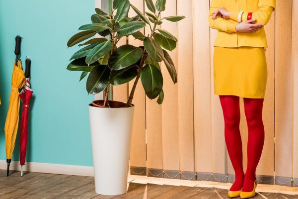 Почему нужно держать в доме фикус