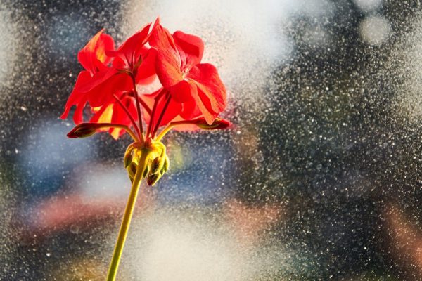 Red geranium in Christmas decorating window. Macro.