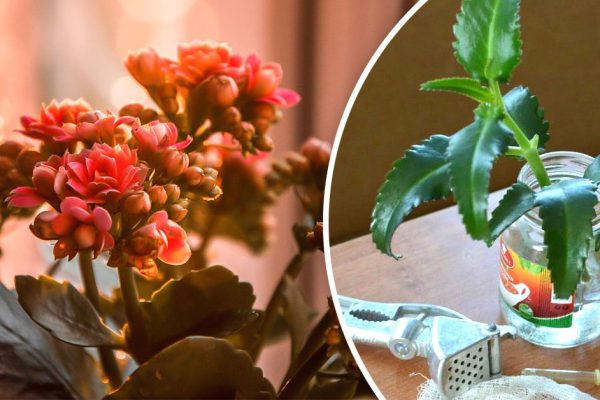 Неисправимая цветочница рассказала, почему не цветет каланхоэ, срочно несу горшок на другой подоконник