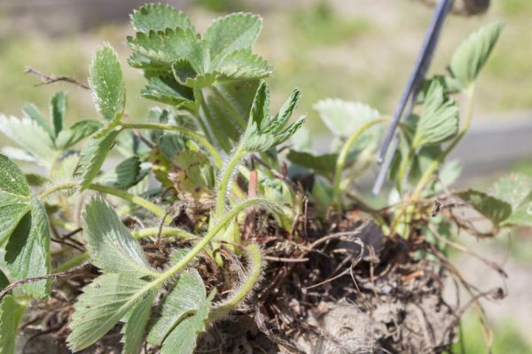 Как ухаживать за клубникой после сбора урожая