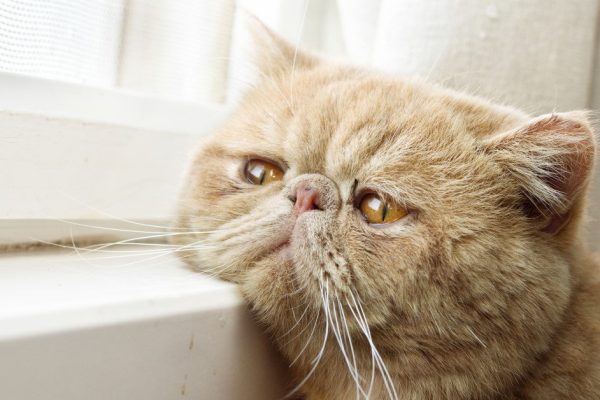 Признаки старения кошки и как за ней ухаживать