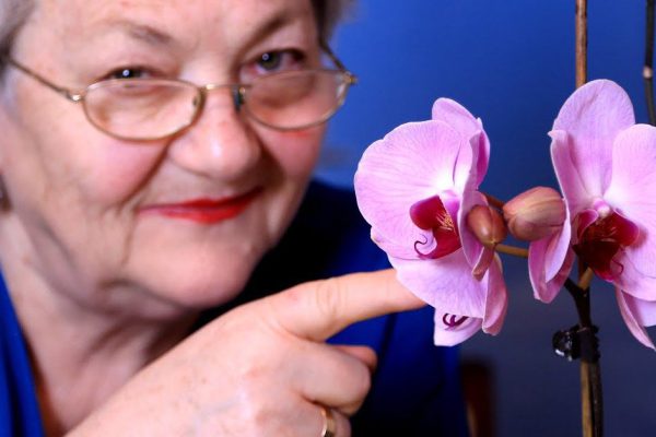 Что подложить в купленную орхидею, чтобы зацвела бешено