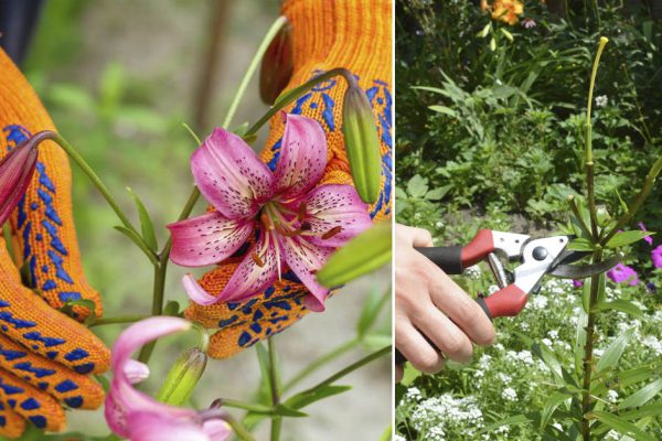 Какой уход нужен лилиям после активного цветения