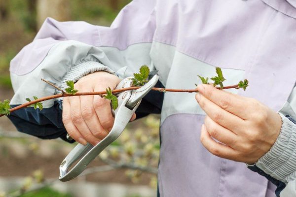 Правильный уход за кустами малины в августе