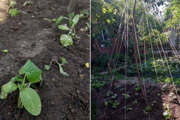 Тонкости выращивания огурцов