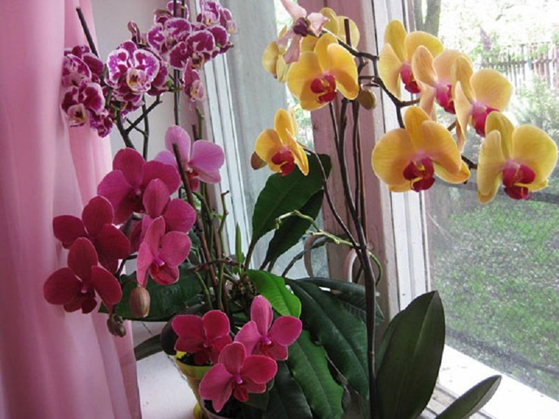 орхидея уход в домашних условиях зимой
