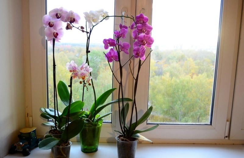 орхидея уход в домашних условиях зимой