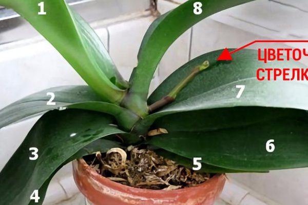 Всё, что нужно знать о цветении орхидей: секреты правильного ухода!