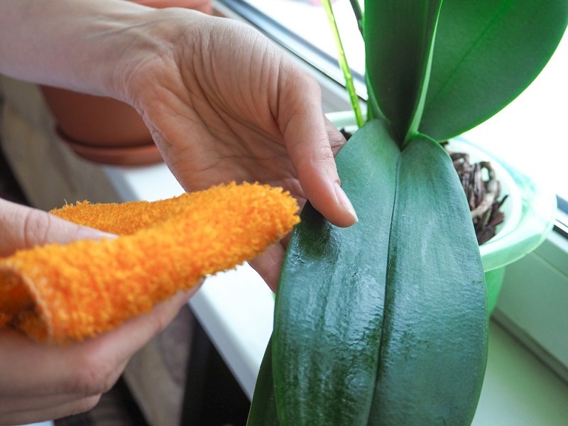 как ухаживать за орхидеей