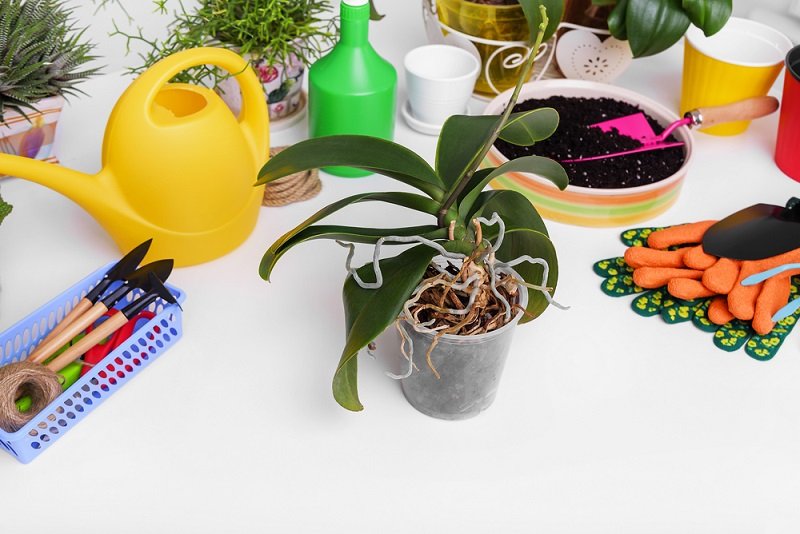 как ухаживать за орхидеей