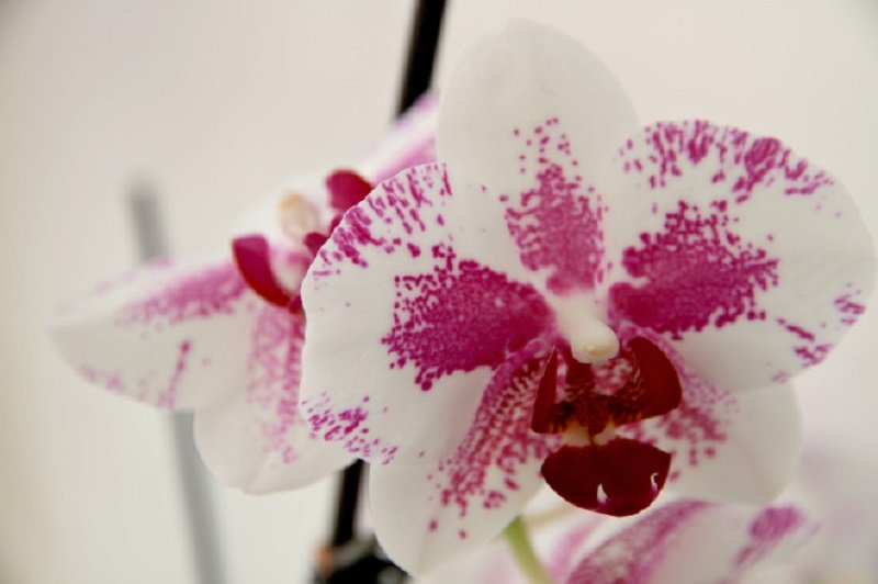 Как ухаживать за орхидеей в домашних условиях