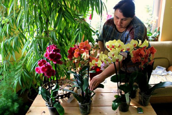 Как правильно жить рядом с орхидеями