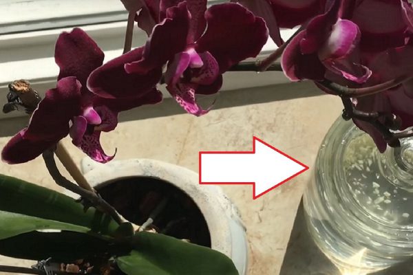 Чеснок — спасение для орхидей! Через месяц мой фаленопсис выпустил несколько…