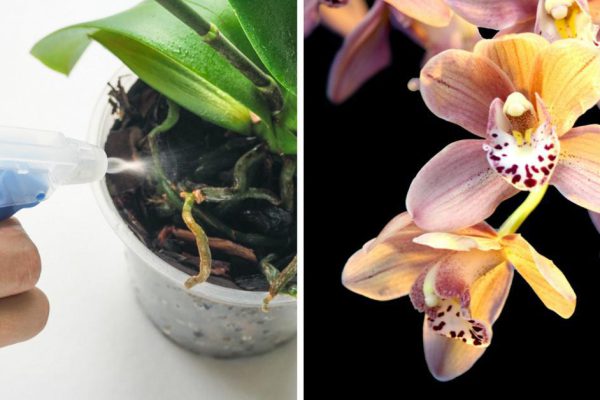 Хитрости ухода за орхидеей