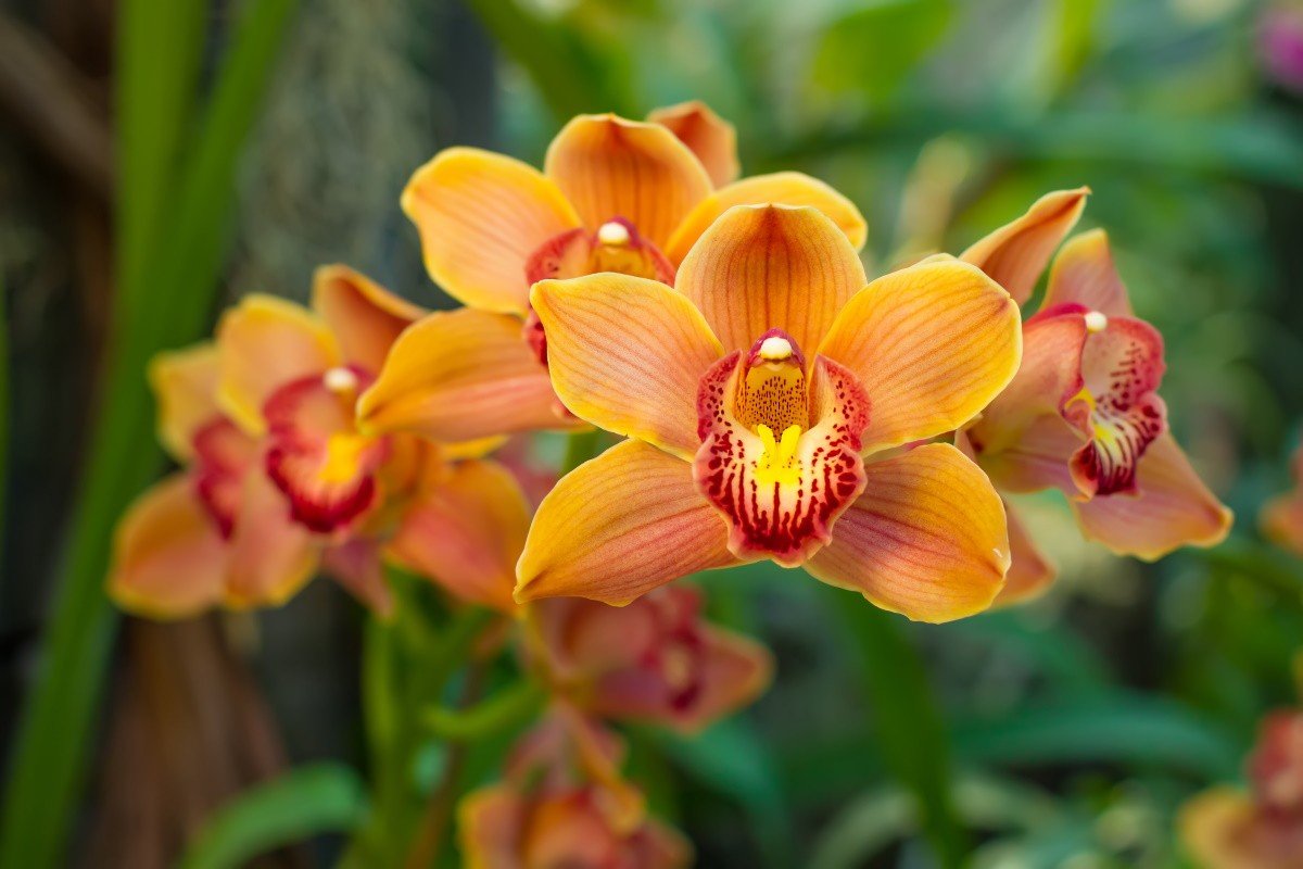 Зимняя ошибка, после которой орхидея не выживет орхидеи, очень, когда, зимой, может, орхидея, поливать, орхидей, лучше, чтобы, воздух, цветы, домашних, должен, требовательные, часто, отверстия, иметь, также, цветок