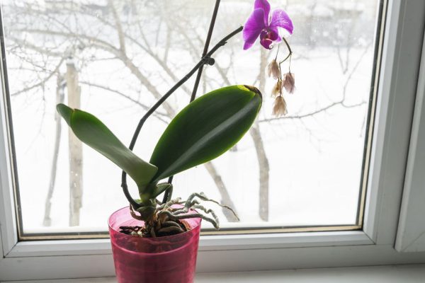 Зимняя ошибка, после которой орхидея не выживет